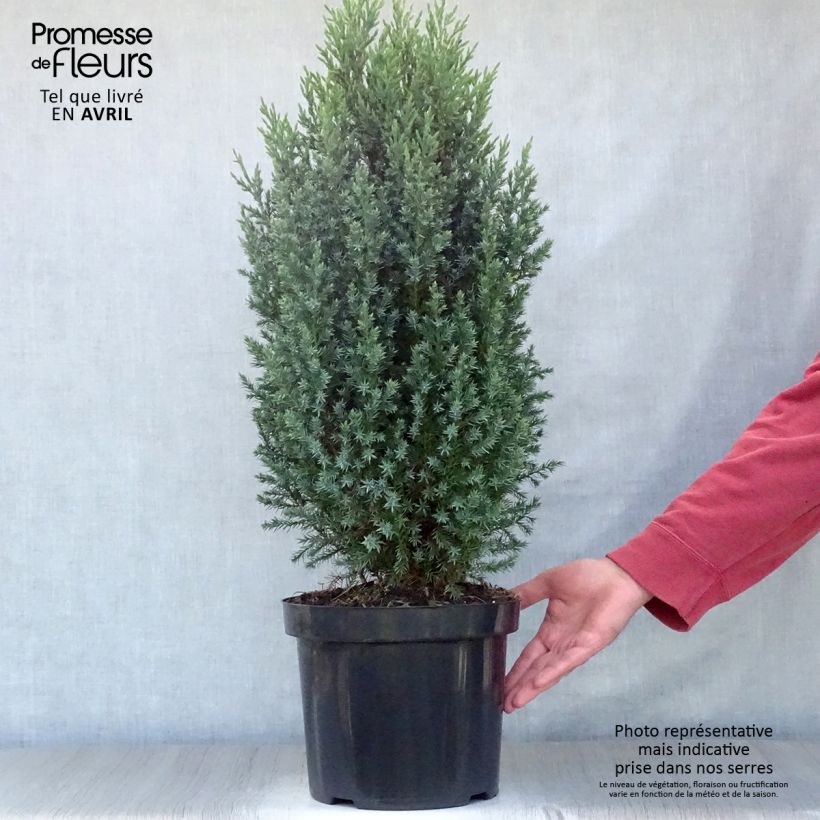 Spécimen de Genévrier de Chine - Juniperus chinensis Stricta Pot de 7,5L/10L tel que livré au printemps