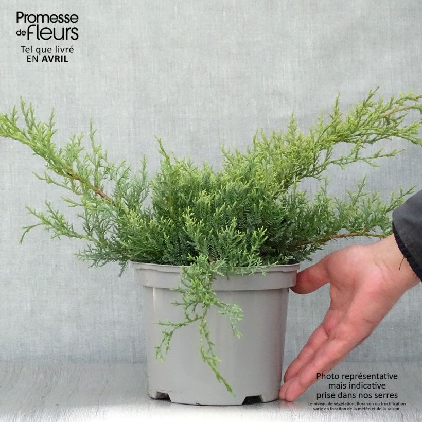 Example of Genévrier de Pfitzer - Juniperus pfitzeriana Glauca Pot de 2L/3L as you get in printemps