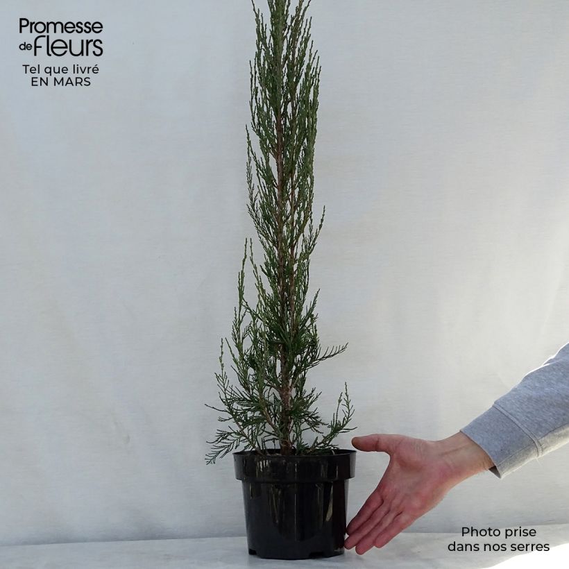 Spécimen de Genévrier de Virginie - Juniperus scopulorum Skyrocket Pot de 3L/4L tel que livré au printemps