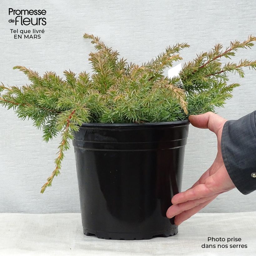 Spécimen de Genévrier des plages - Juniperus conferta Schlager  Pot de 4L/5L tel que livré au printemps