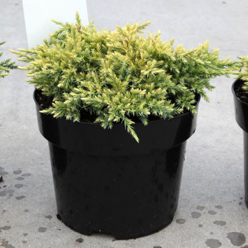 Genévrier écailleux - Juniperus squamata Dream Joy (Plant habit)