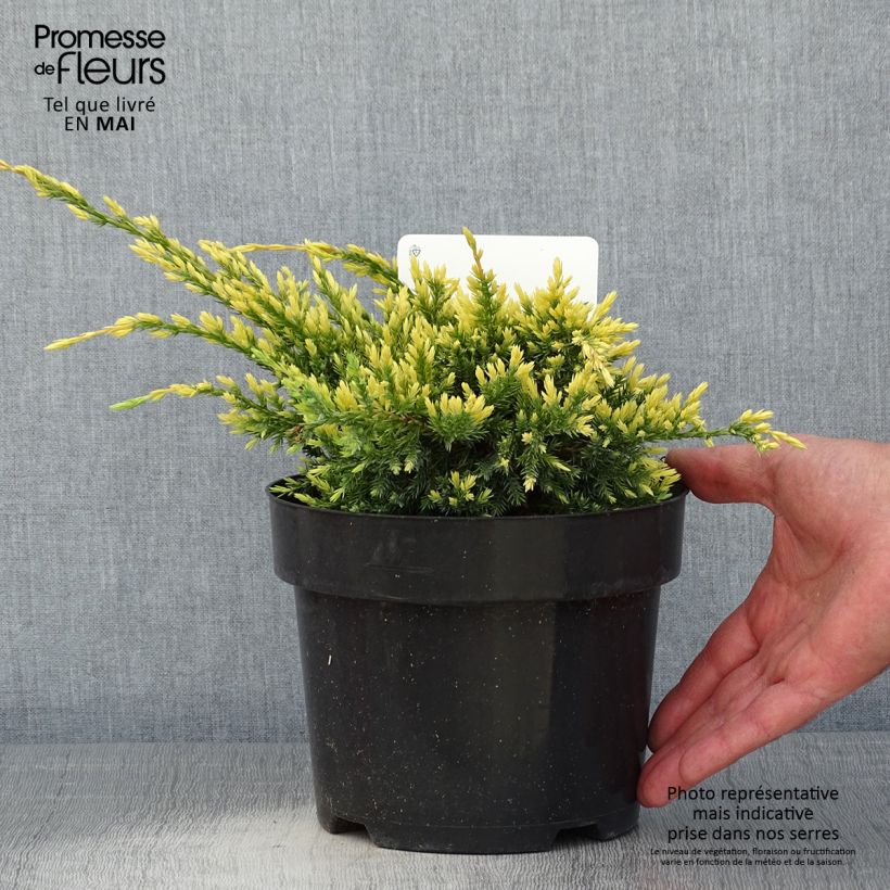 Example of Genévrier écailleux - Juniperus squamata Dream Joy Pot de 2L/3L as you get in printemps