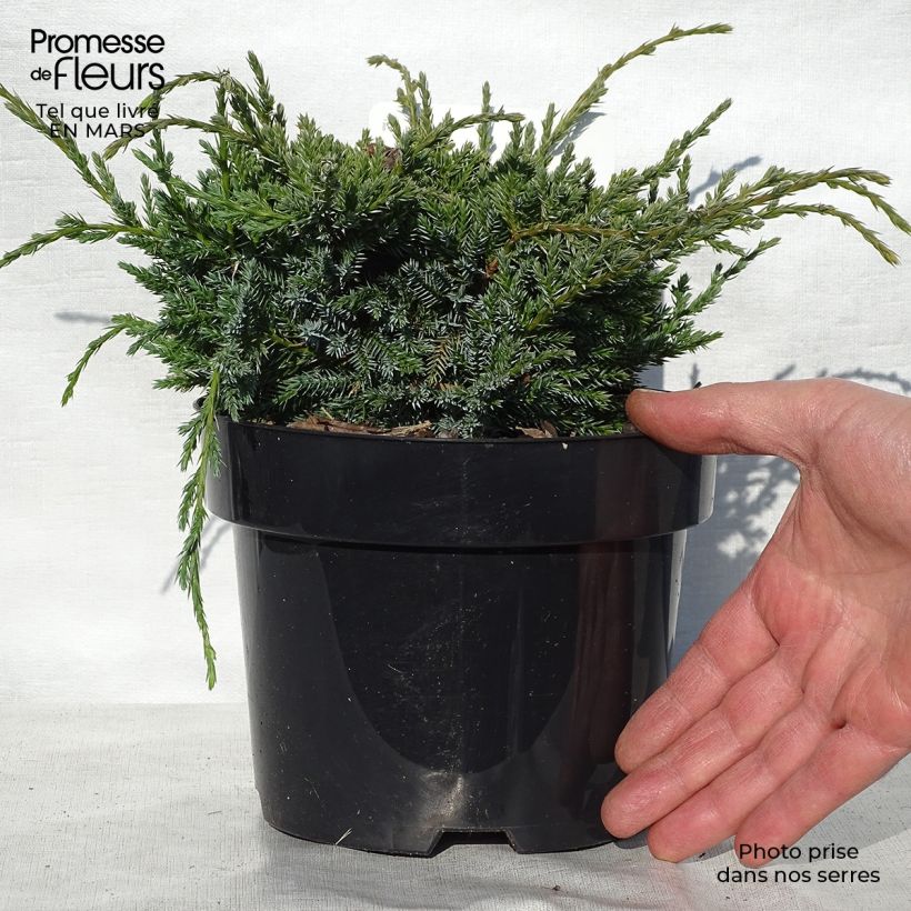 Spécimen de Genévrier écailleux - Juniperus squamata Holger Pot de 2L/3L tel que livré au printemps