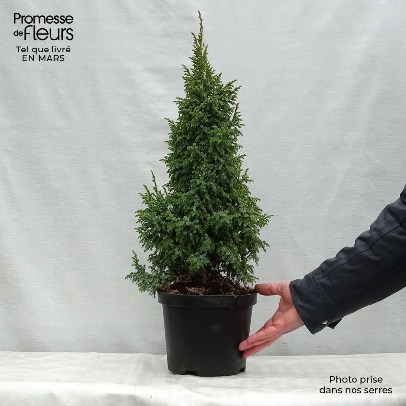Spécimen de Genévrier écailleux - Juniperus squamata Loderi Pot de 2L/3L tel que livré au printemps