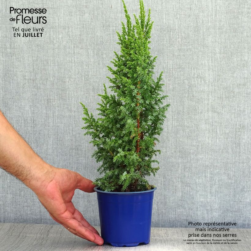 Spécimen de Genévrier écailleux - Juniperus squamata Loderi Pot de 2L/3L tel que livré en été