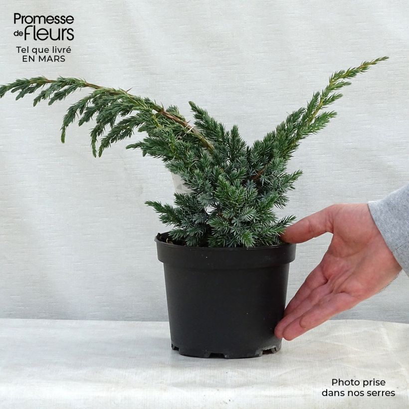Spécimen de Genévrier écailleux - Juniperus squamata Meyeri Pot de 3L/4L tel que livré au printemps