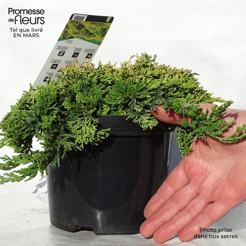 Spécimen de Genévrier rampant - Juniperus horizontalis Golden Carpet Pot de 2L/3L tel que livré au printemps