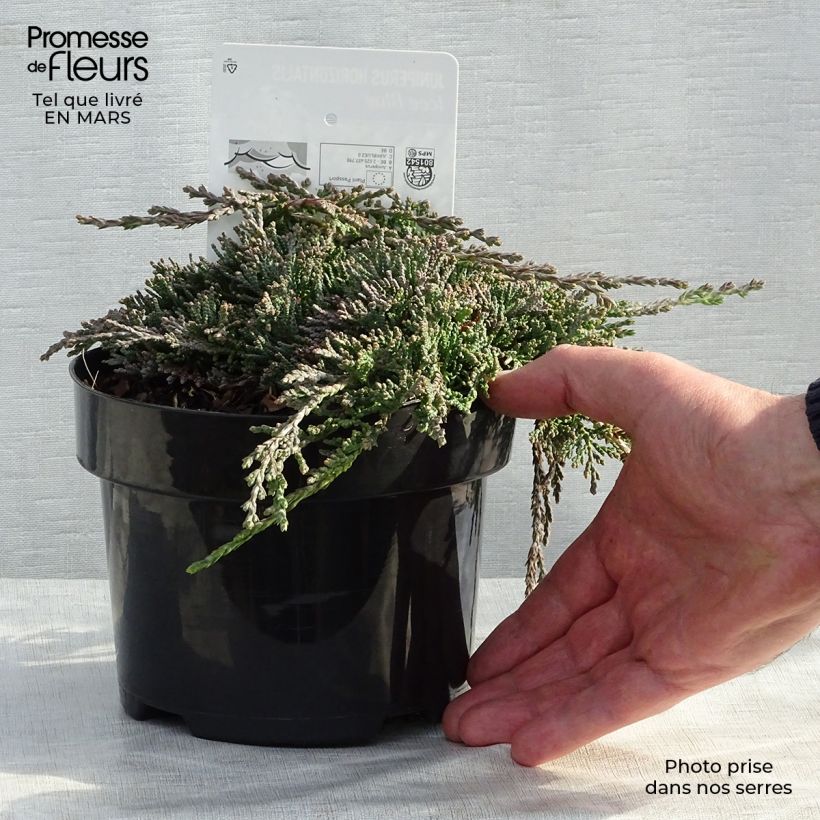 Example of Genévrier rampant - Juniperus horizontalis Icee Blue Pot de 2L/3L as you get in printemps
