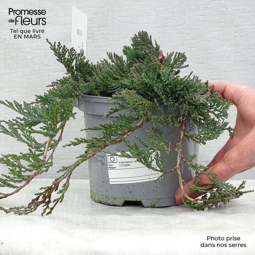 Example of Genévrier rampant - Juniperus horizontalis Wiltonii Pot de 3L/4L as you get in printemps