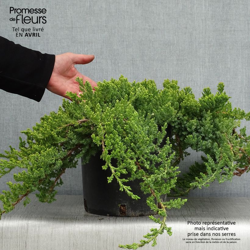 Example of Genévrier rampant - Juniperus procumbens Nana Pot de 7,5L/10L as you get in printemps