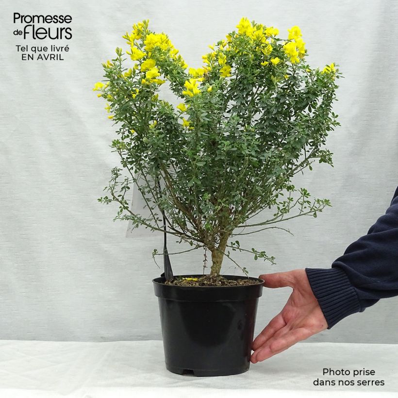 Spécimen de Genista Porlock - Genêt Pot de 2L/3L tel que livré au printemps