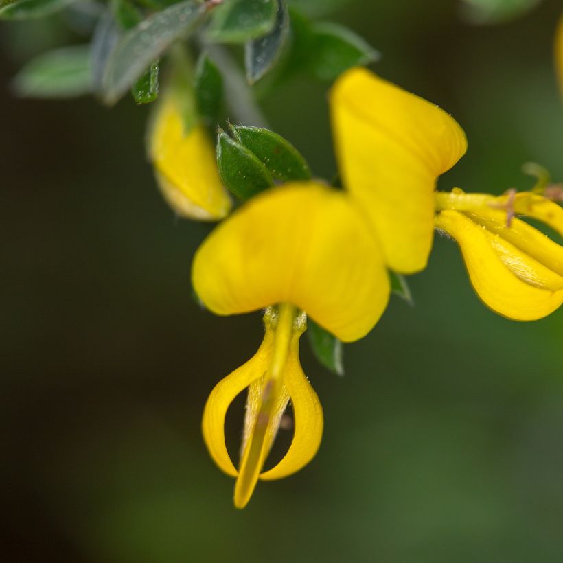 Genista pilosa Vancouver Gold - Genêt poilu (Floraison)