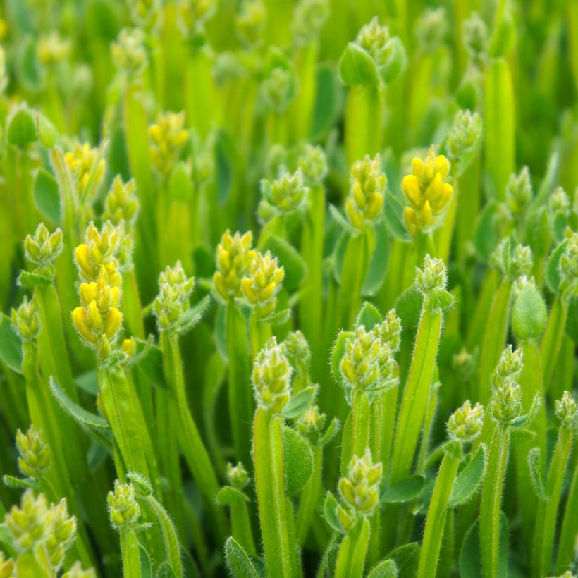 Genista sagittalis - Genêt ailé (Feuillage)