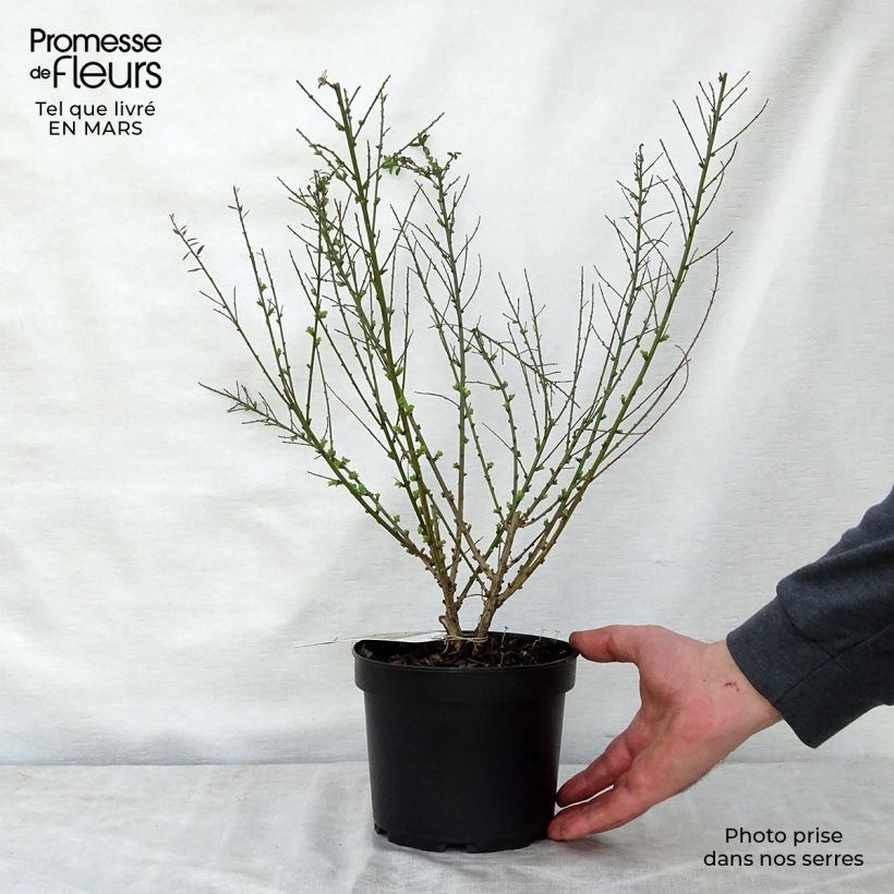 Spécimen de Genista tinctoria Royal Gold - Genêt des teinturiers Pot de 1,5L/2L tel que livré au printemps