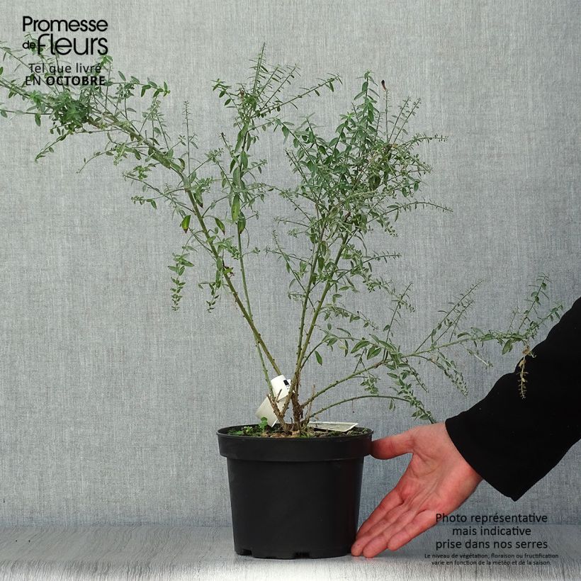 Spécimen de Genista tinctoria Royal Gold - Genêt des teinturiers Pot de 1,5L/2L tel que livré en automne