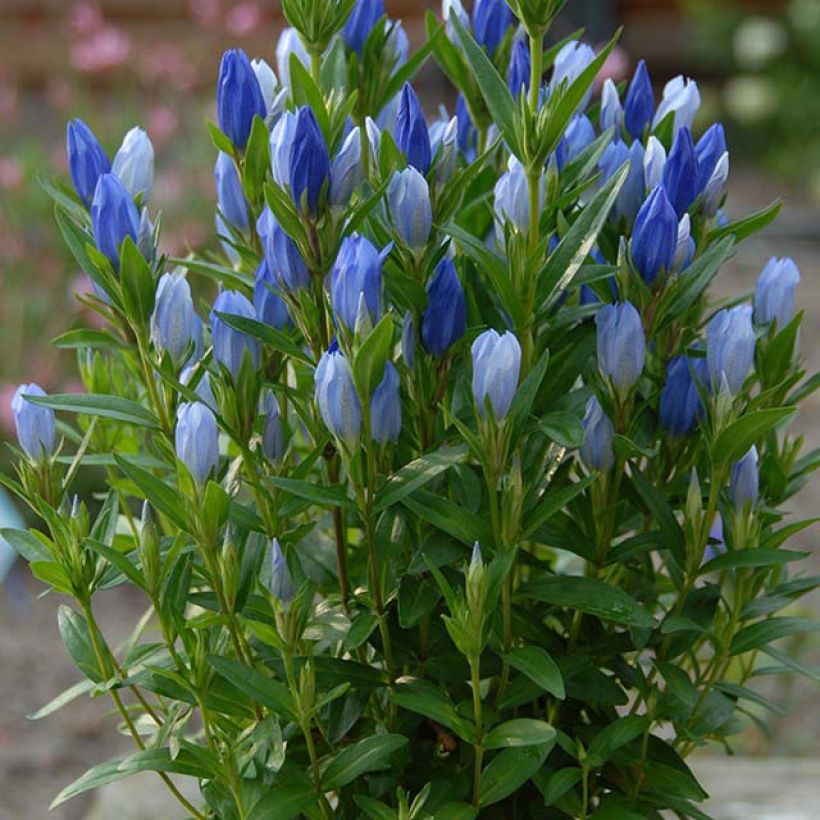 Gentiana Blue Star ® - Gentiane (Plant habit)