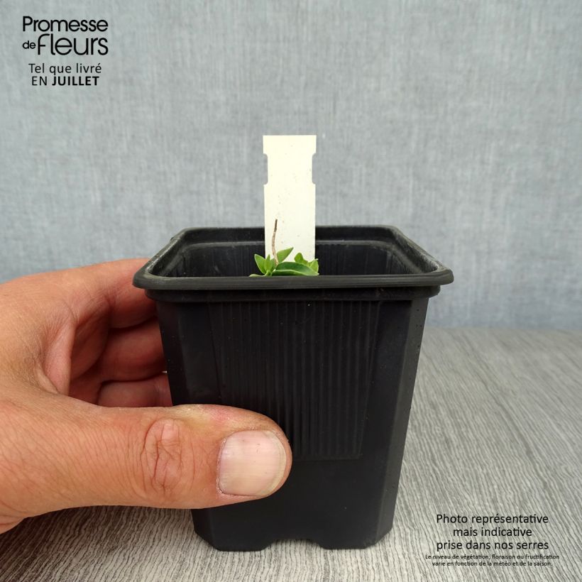 Spécimen de Gentiana True Blue - Gentiane Godet de 8/9 cm tel que livré en été