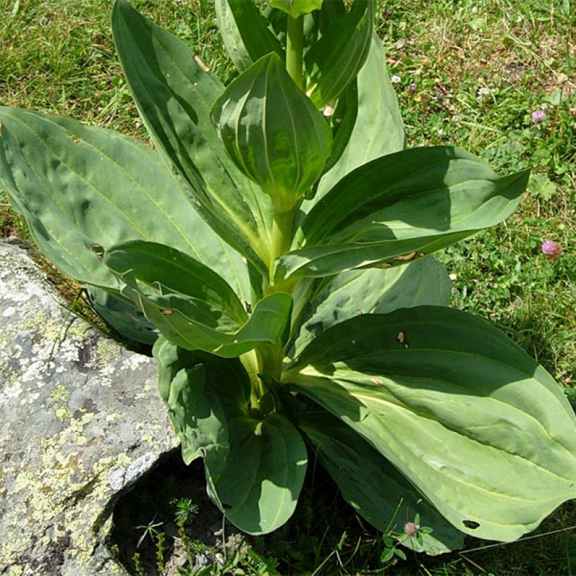 Gentiana lutea - Gentiane jaune (Foliage)