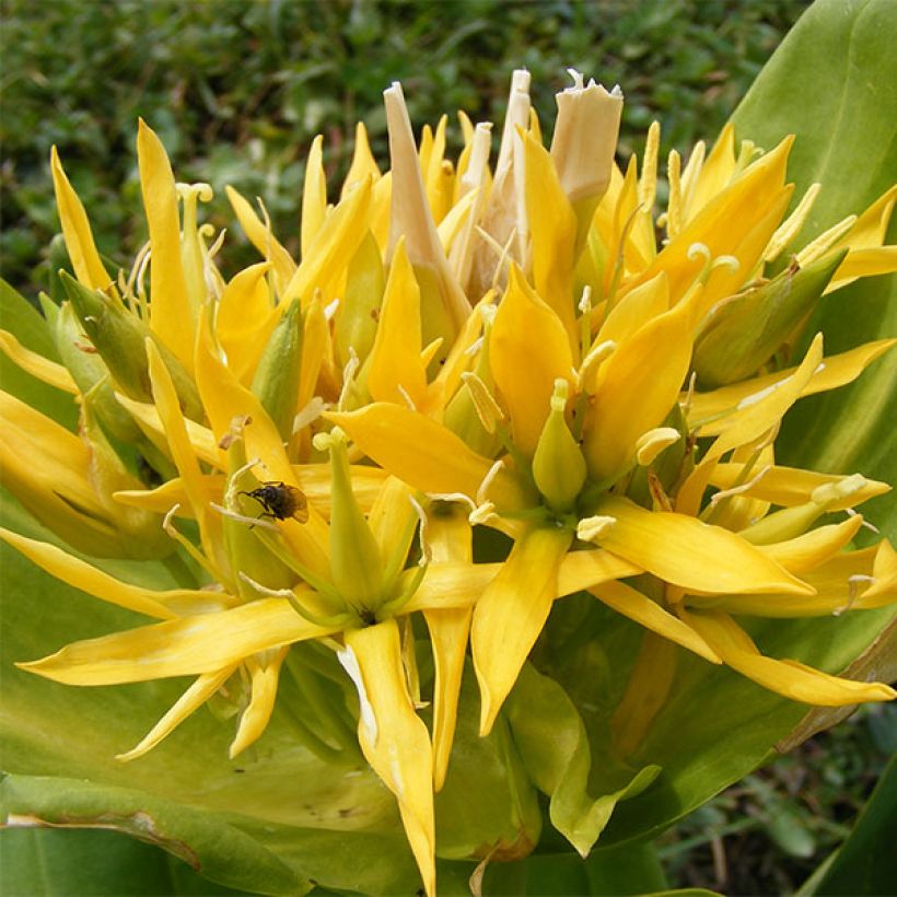 Gentiana lutea - Gentiane jaune (Flowering)