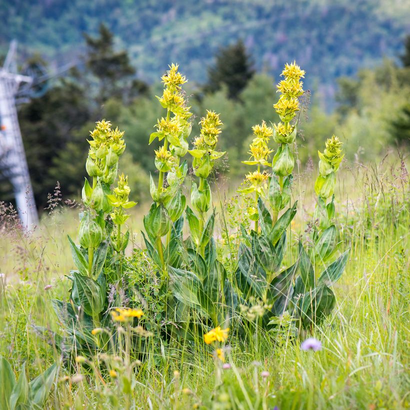 Gentiana lutea - Gentiane jaune (Plant habit)