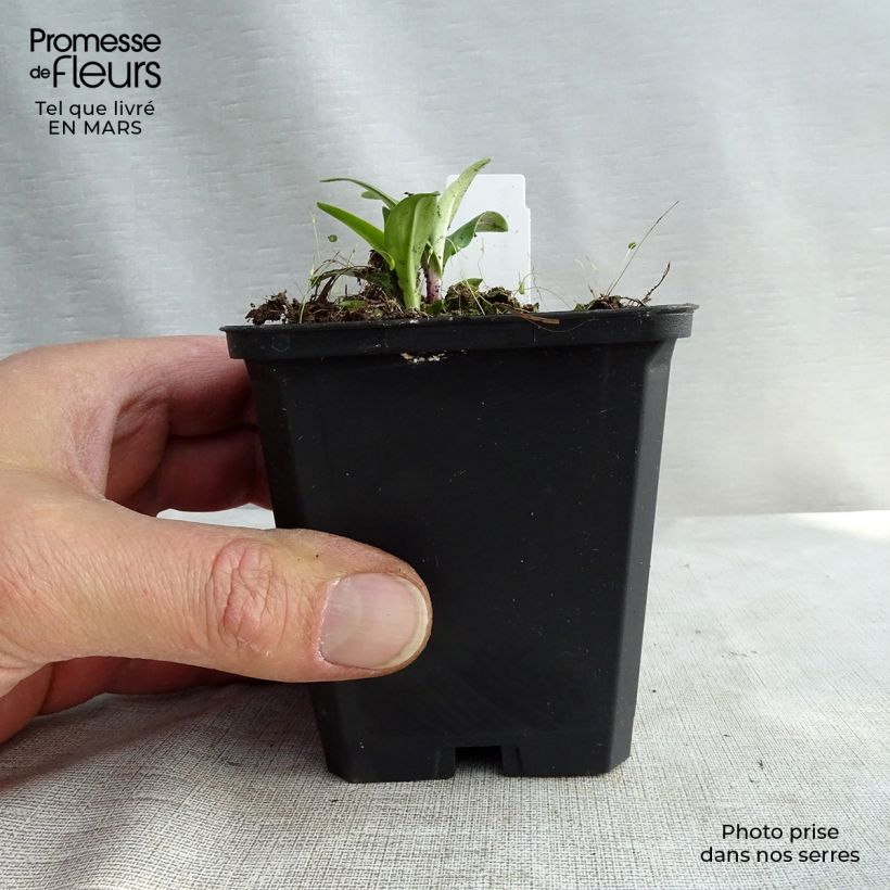 Example of Gentiana lutea - Gentiane jaune Godet de 8/9 cm as you get in printemps