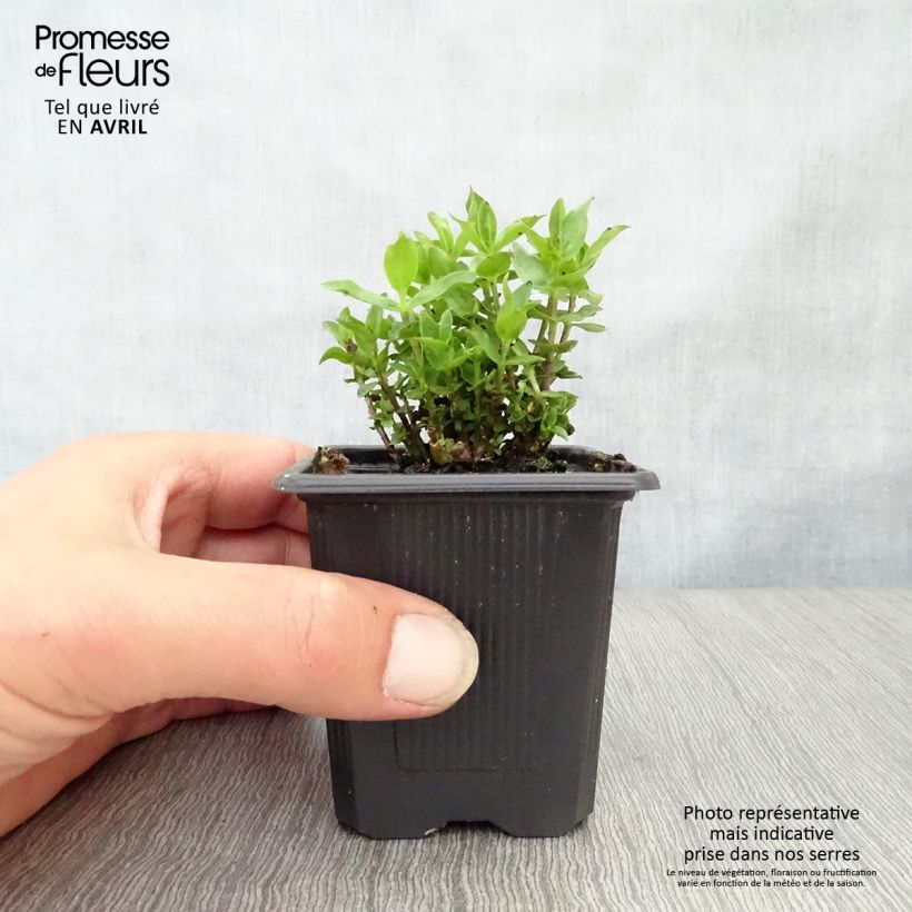 Example of Gentiane Little Pinkie Godet de 8/9 cm as you get in printemps