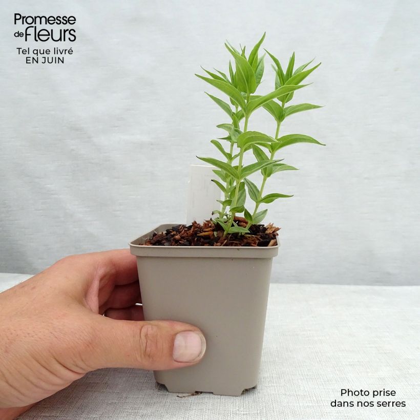 Spécimen de Gentiane asclépiade - Gentiana asclepiadea Godet de 8/9 cm tel que livré en été