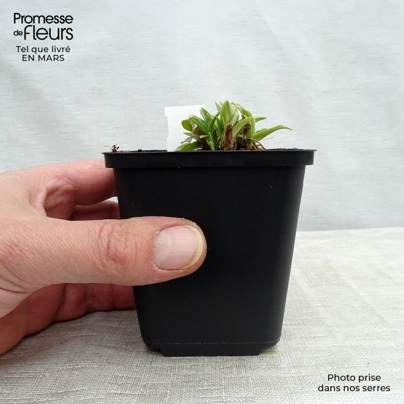 Spécimen de Gentiane dahurica - Gentiane de Sibérie Godet de 8/9 cm tel que livré au printemps