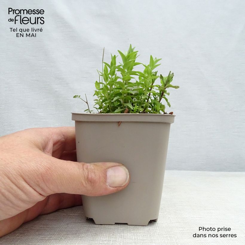 Spécimen de Gentiane septemfida var. lagodechiana Godet de 8/9 cm tel que livré au printemps