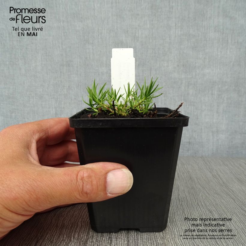 Spécimen de Gentiane sino-ornata bleue à floraison automnale, Gentiana Godet de 8/9 cm tel que livré au printemps