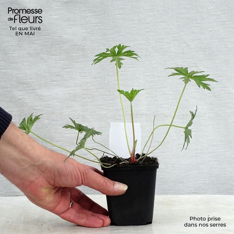 Example of Geranium Eureka Blue - géranium vivace Godet de 8/9 cm as you get in printemps