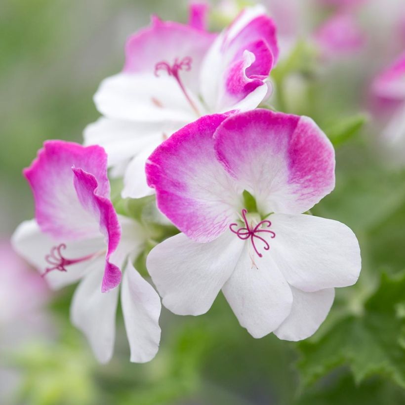 Pelargonium - Géranium parfumé Mosquitaway Louise Mini-mottes (Flowering)