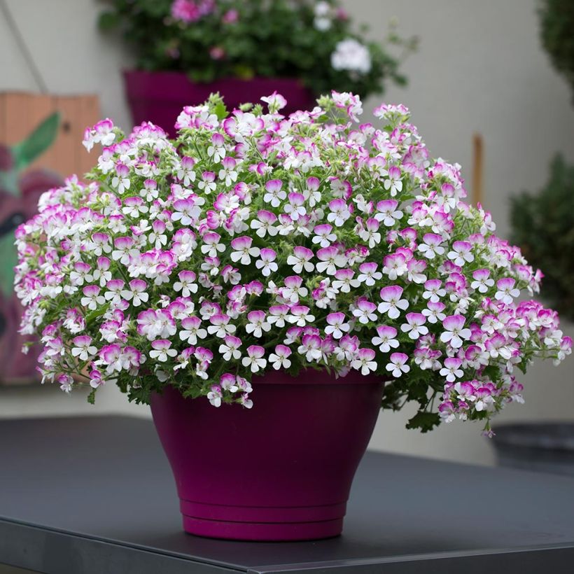 Pelargonium - Géranium parfumé Mosquitaway Louise Mini-mottes (Plant habit)