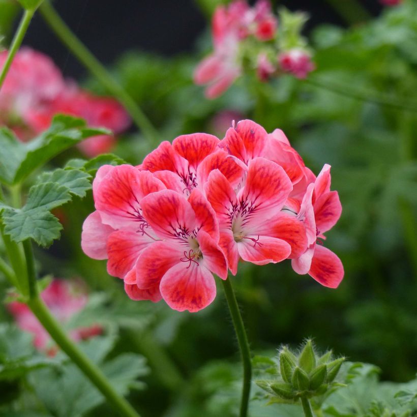 Pélargonium - Geranium parfumé Paton's Unique (Flowering)