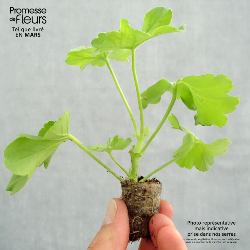 Spécimen de Géranium TwoinOne Hot Pink Splash Mini-motte Ø 3/4 cm tel que livré au printemps