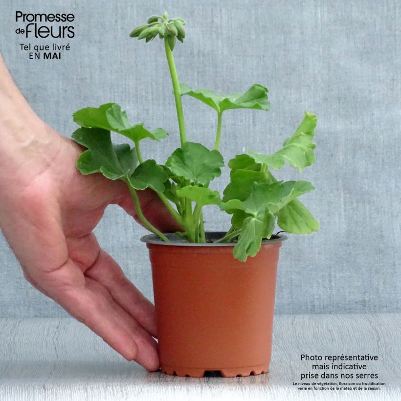 Spécimen de Géranium TwoinOne Hot Pink Splash Godet de 8/9 cm tel que livré au printemps