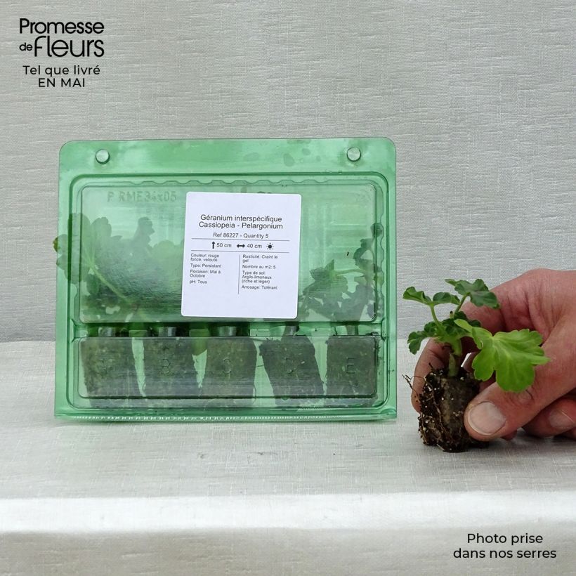 Spécimen de Géranium interspécifique Cassiopeia - Pelargonium   Mini-motte Ø 3/4 cm tel que livré au printemps