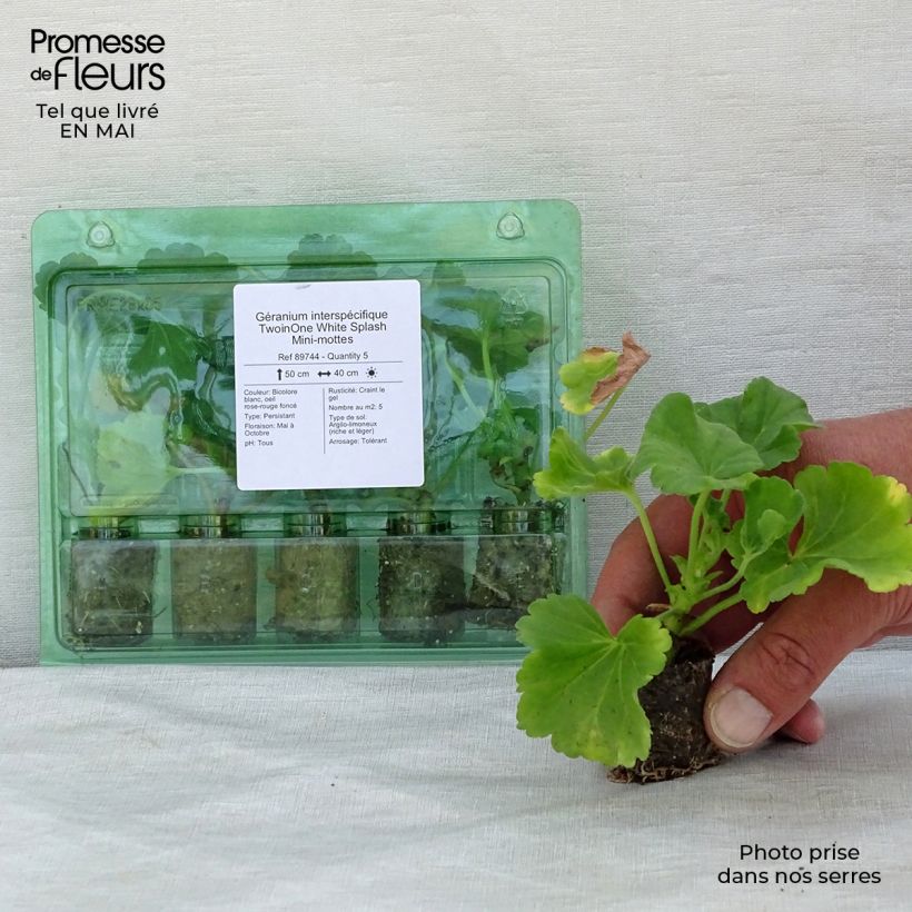 Example of Géranium interspécifique TwoinOne White Splash Mini-mottes Mini-motte Ø 3/4 cm as you get in printemps