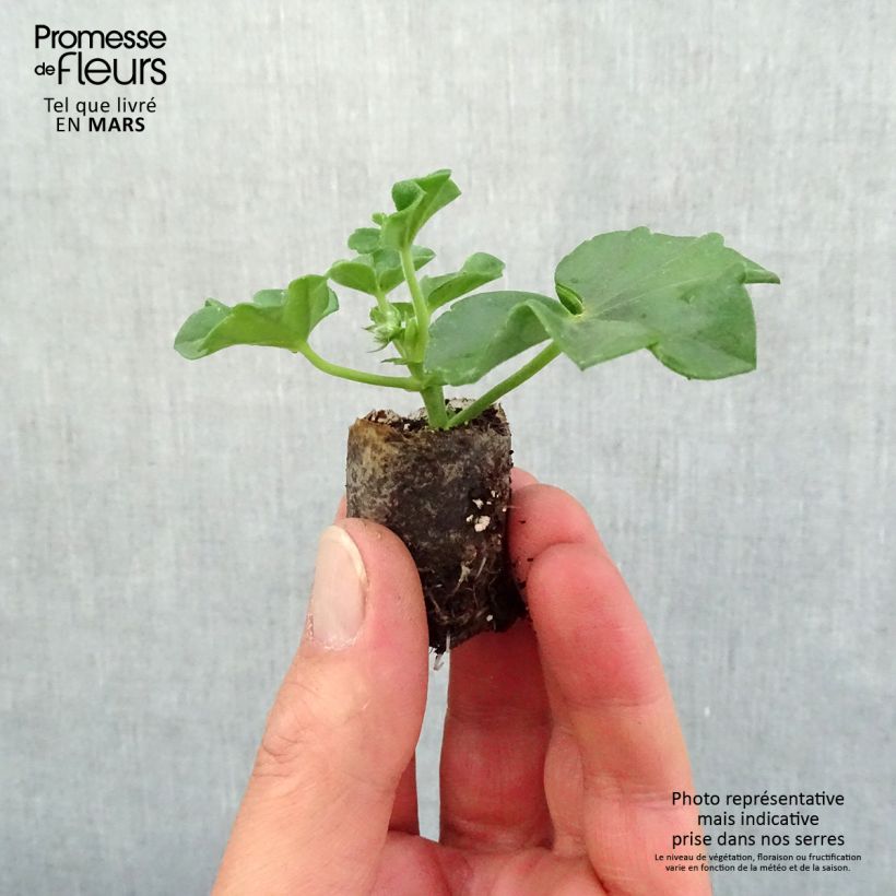 Spécimen de Géranium-lierre Blanche Roche Mini-motte Ø 3/4 cm, Plant vert de 5 à 10 cm de haut tel que livré au printemps