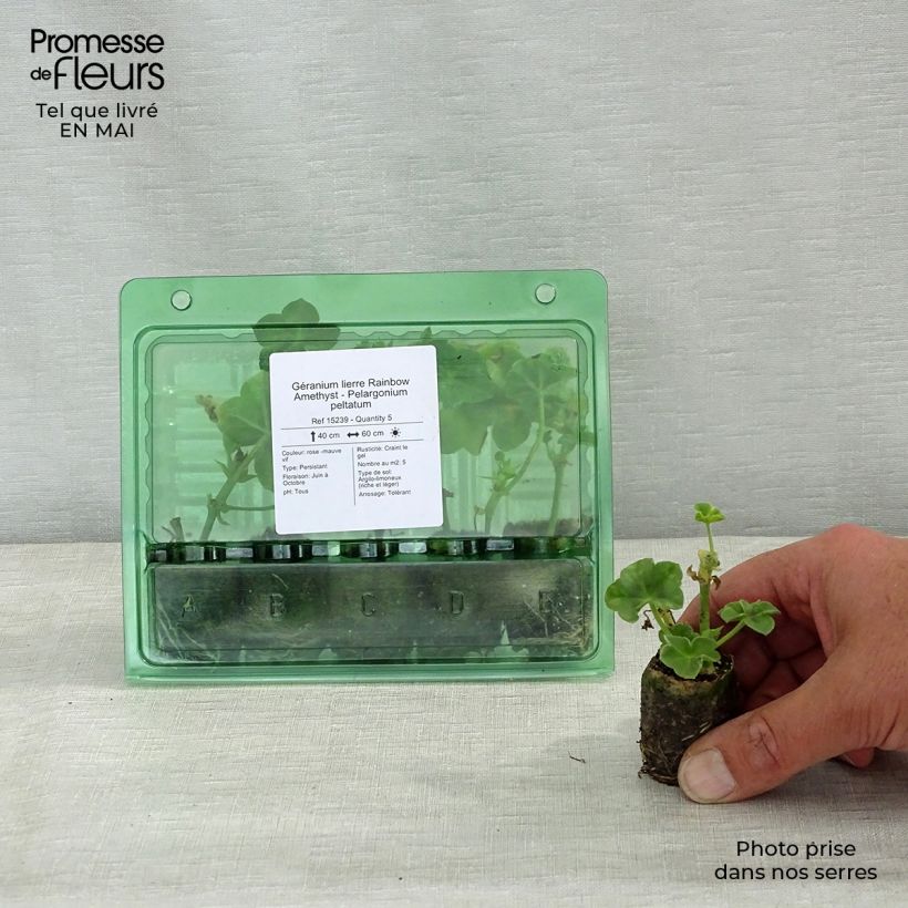 Spécimen de Géranium lierre Rainbow Amethyst - Pelargonium peltatum  Mini-motte Ø 3/4 cm tel que livré au printemps