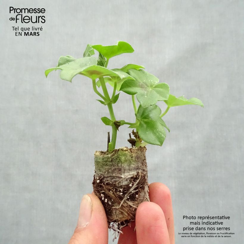 Spécimen de Géranium lierre Rainbow Neon Purple - Pelargonium peltatum Mini-motte Ø 3/4 cm tel que livré au printemps