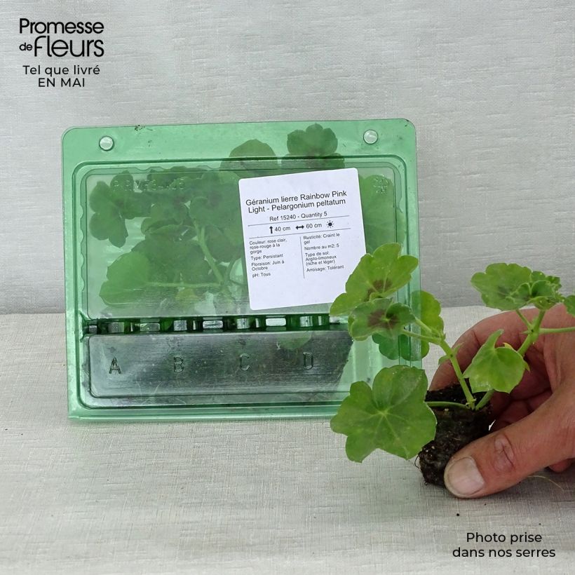 Spécimen de Géranium lierre Rainbow Pink Light - Pelargonium peltatum Mini-motte Ø 3/4 cm tel que livré au printemps