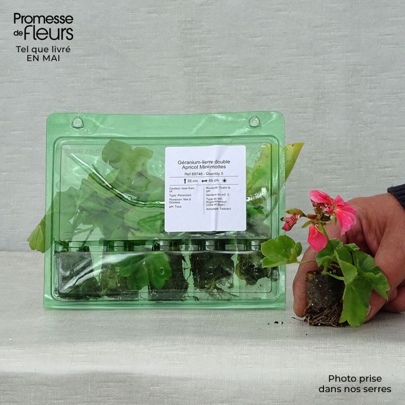 Spécimen de Géranium-lierre double Apricot Mini-mottes Mini-motte Ø 3/4 cm tel que livré au printemps
