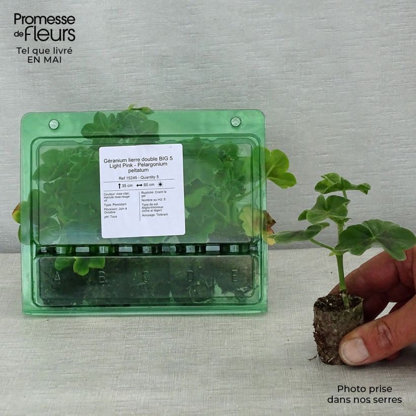 Spécimen de Géranium lierre double BIG 5 Light Pink - Pelargonium peltatum Mini-motte Ø 3/4 cm tel que livré au printemps