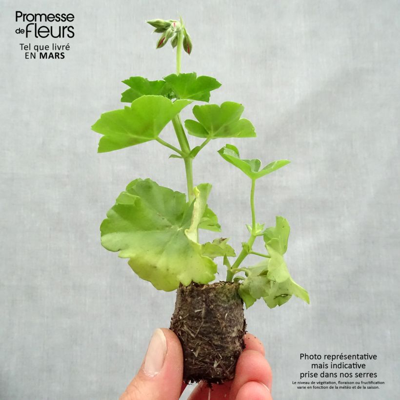 Example of Géranium lierre double BIG 5 Red - Pelargonium peltatum Mini-motte Ø 3/4 cm as you get in printemps