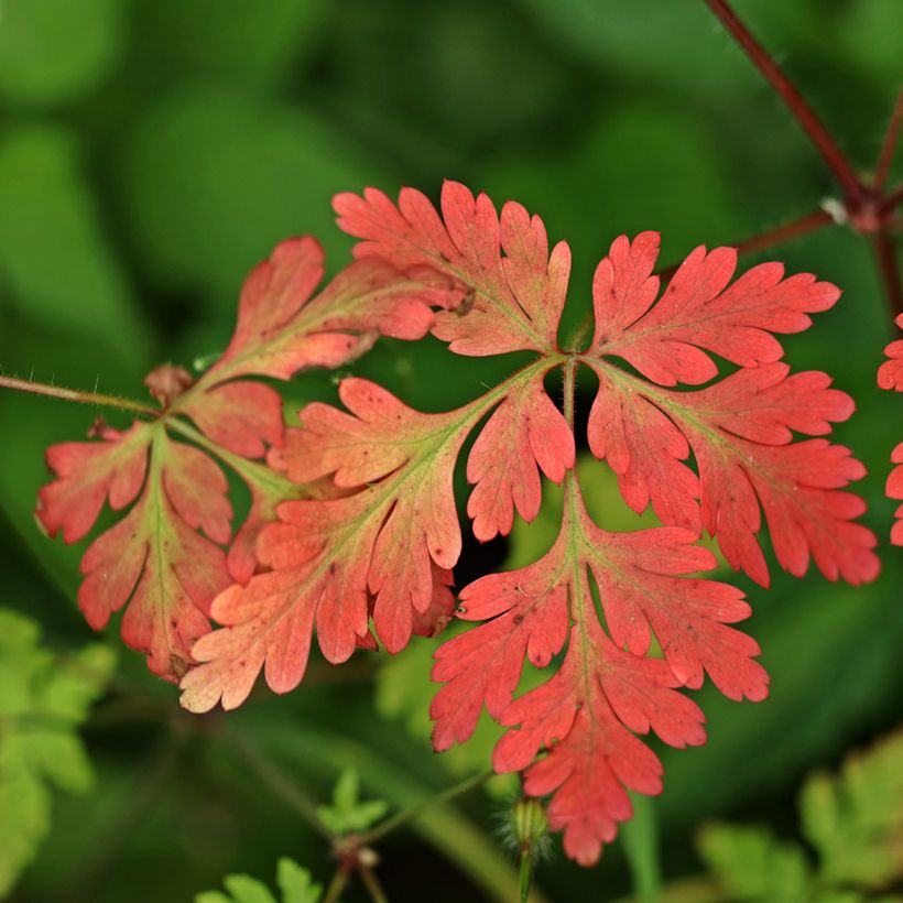 Geranium robertianum - Géranium Herbe à Robert (Feuillage)