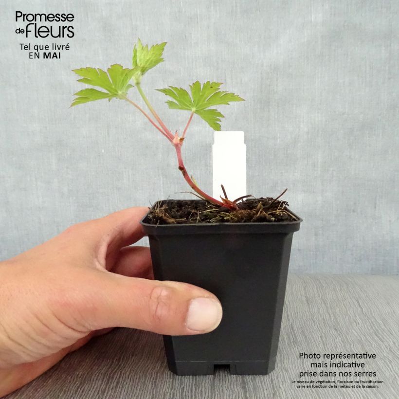 Spécimen de Géranium vivace Ann Folkard Godet de 8/9 cm tel que livré au printemps