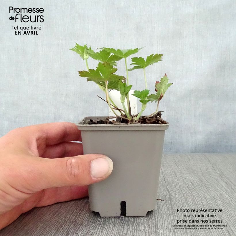 Example of Géranium vivace Anne Thomson Godet de 8/9 cm as you get in printemps