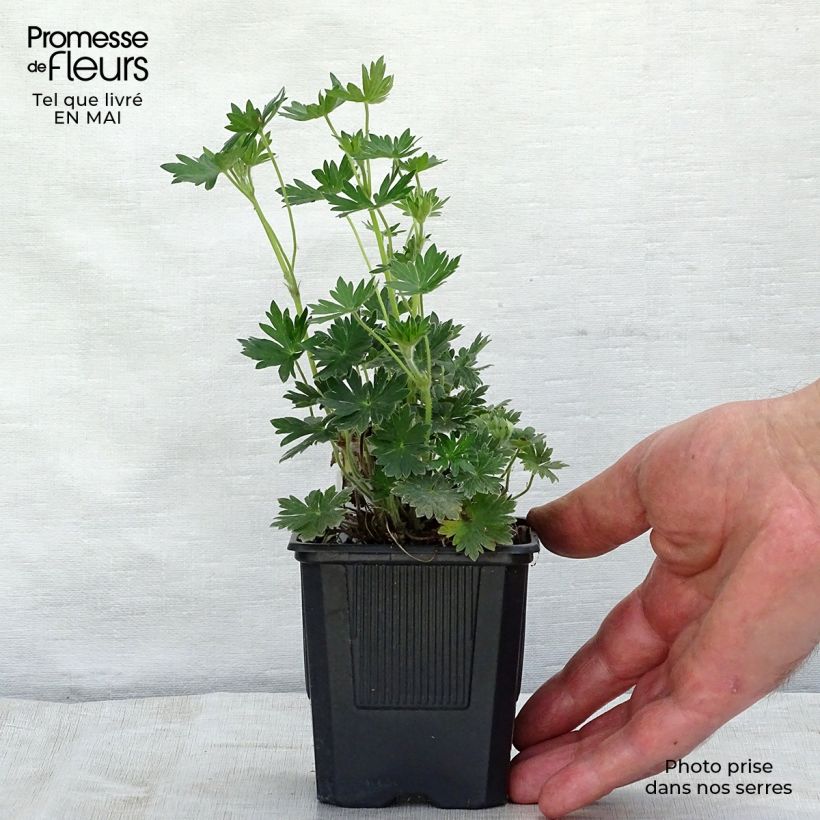 Spécimen de Géranium vivace Blushing Turtle Godet de 8/9 cm tel que livré au printemps