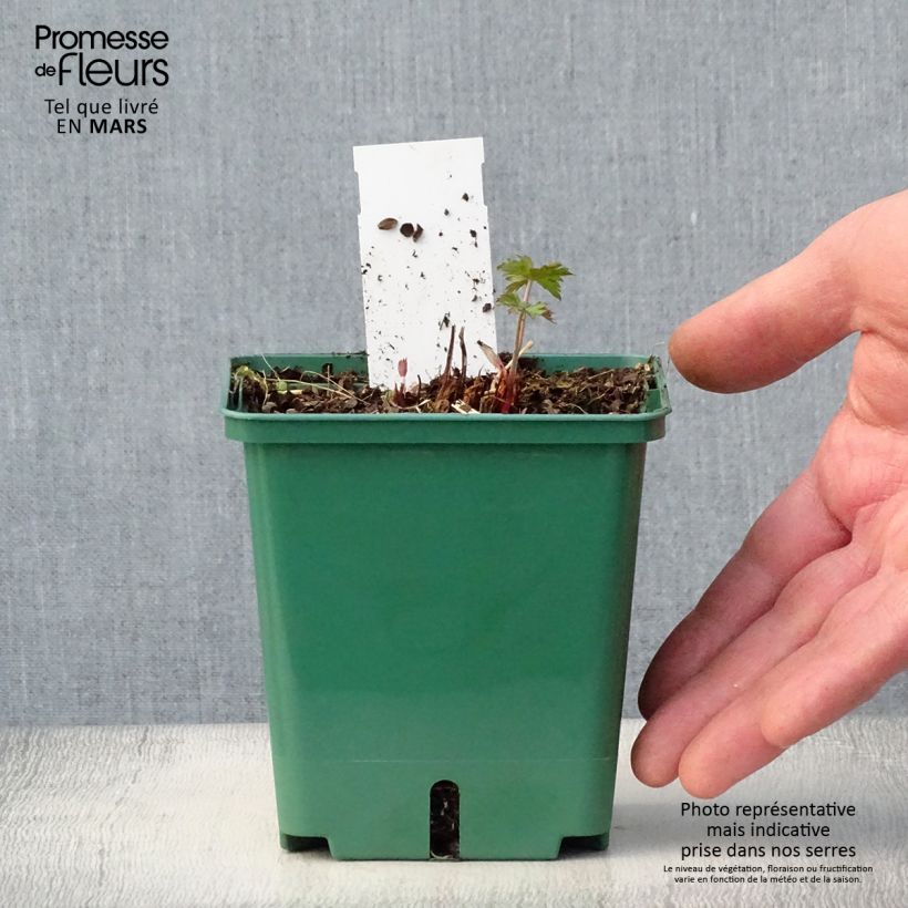 Spécimen de Géranium vivace Brookside - Géranium vivace hybride bleu  Pot de 1L/1,5L tel que livré au printemps